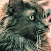 Avatar a.k.j.j.j