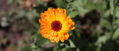 Titelbild David