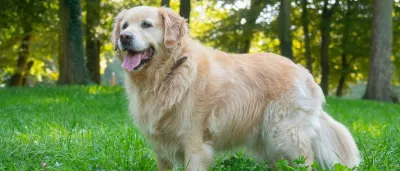 Titelbild Hundefotograf Fotograf für ihren Hund schöne Hundefotos