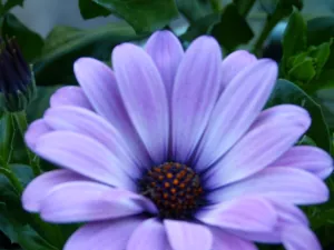 Stille der Blüte